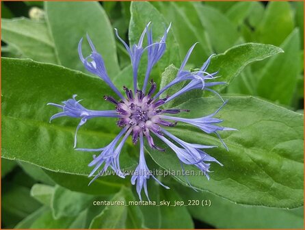 Centaurea montana &amp;#39;Sky Jep&amp;#39; | Bergkorenbloem, Bergcentaurie, Korenbloem, Centaurie | Berg-Flockenblume