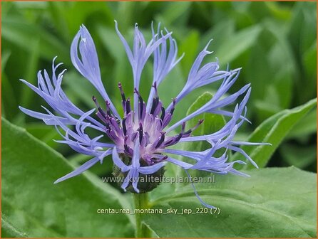 Centaurea montana &amp;#39;Sky Jep&amp;#39; | Bergkorenbloem, Bergcentaurie, Korenbloem, Centaurie | Berg-Flockenblume