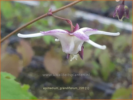 Epimedium grandiflorum | Elfenbloem | Gro&szlig;bl&uuml;tige Elfenblume