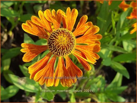 Helenium &amp;#39;Moerheim Beauty&amp;#39; | Zonnekruid | Sonnenbraut