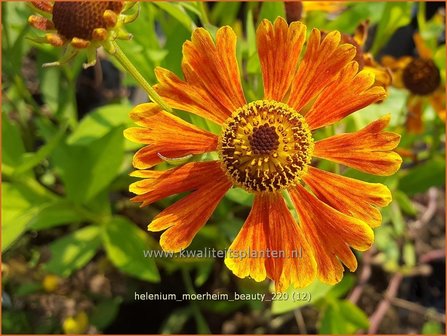 Helenium &amp;#39;Moerheim Beauty&amp;#39; | Zonnekruid | Sonnenbraut