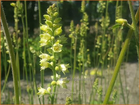 Heuchera &amp;#39;Thomas&amp;#39; | Purperklokje | Purpurgl&ouml;ckchen