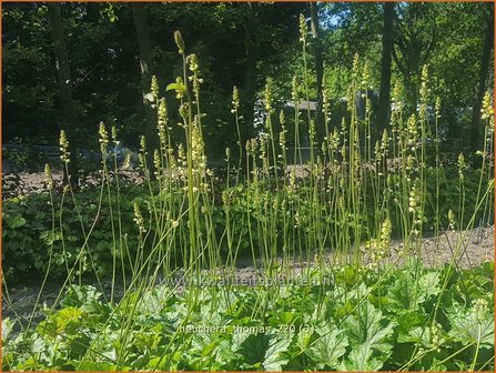 Heuchera &amp;#39;Thomas&amp;#39; | Purperklokje | Purpurgl&ouml;ckchen