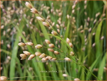 Melica uniflora | Eenbloemig parelgras, Parelgras | Einbl&uuml;tiges Perlgras
