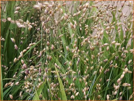 Melica uniflora | Eenbloemig parelgras, Parelgras | Einbl&uuml;tiges Perlgras