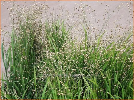 Melica uniflora | Eenbloemig parelgras, Parelgras | Einbl&uuml;tiges Perlgras