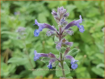 Nepeta grandiflora &amp;#39;Summer Magic&amp;#39; | Kattenkruid | Gro&szlig;bl&uuml;tige Katzenminze