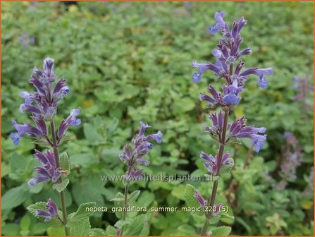 Nepeta grandiflora &amp;#39;Summer Magic&amp;#39; | Kattenkruid | Gro&szlig;bl&uuml;tige Katzenminze