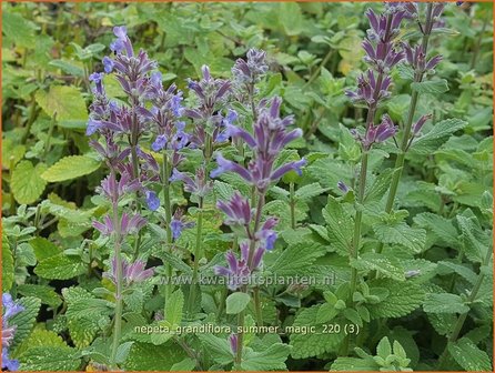 Nepeta grandiflora &amp;#39;Summer Magic&amp;#39; | Kattenkruid | Gro&szlig;bl&uuml;tige Katzenminze