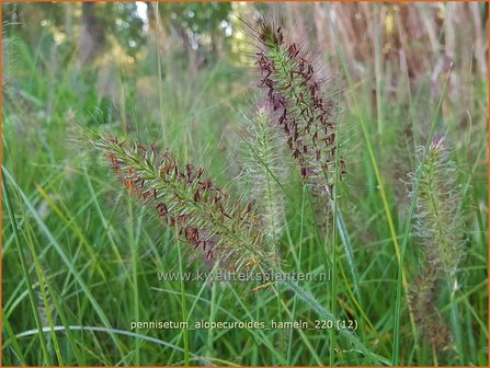 Pennisetum alopecuroides &#039;Hameln&#039; | Breed lampenpoetsersgras, Borstelveergras, Lampenpoetsersgras | Lampenputze