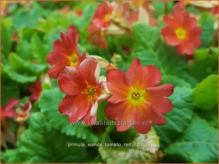 Primula &amp;#39;Wanda Tomato Red&amp;#39; | Sleutelbloem | Primel