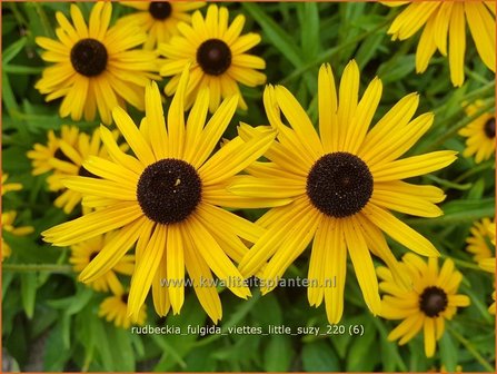 Rudbeckia fulgida &amp;#39;Viette&amp;#39;s Little Suzy&amp;#39; | Zonnehoed | Gew&ouml;hnlicher Sonnenhut