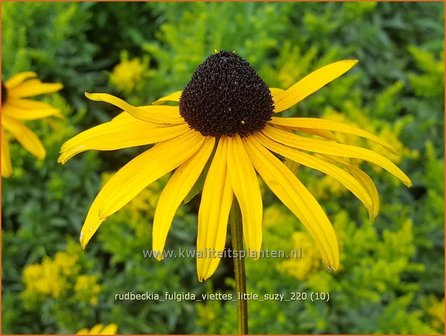 Rudbeckia fulgida &amp;#39;Viette&amp;#39;s Little Suzy&amp;#39; | Zonnehoed | Gew&ouml;hnlicher Sonnenhut