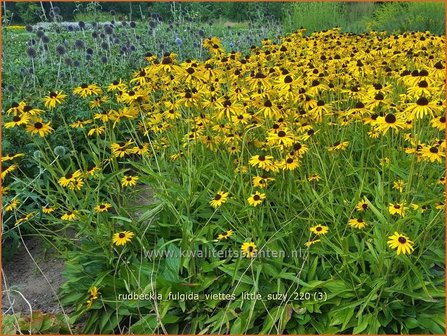 Rudbeckia fulgida &amp;#39;Viette&amp;#39;s Little Suzy&amp;#39; | Zonnehoed | Gew&ouml;hnlicher Sonnenhut