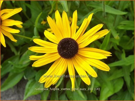 Rudbeckia fulgida &amp;#39;Viette&amp;#39;s Little Suzy&amp;#39; | Zonnehoed | Gew&ouml;hnlicher Sonnenhut