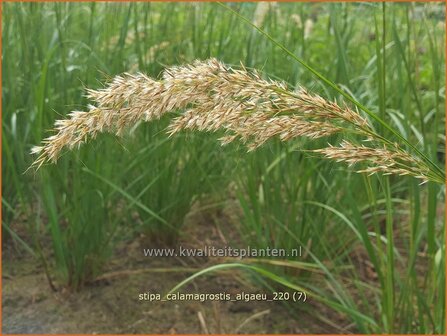 Stipa calamagrostis &amp;#39;Alg&auml;u&amp;#39; | Vedergras | Silber&auml;hrengras