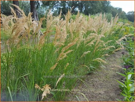 Stipa calamagrostis &amp;#39;Alg&auml;u&amp;#39; | Vedergras | Silber&auml;hrengras