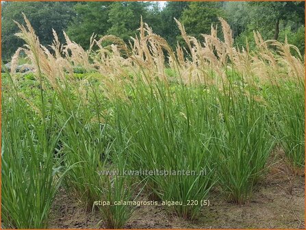 Stipa calamagrostis &amp;#39;Alg&auml;u&amp;#39; | Vedergras | Silber&auml;hrengras