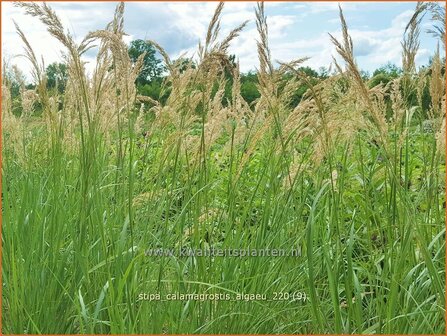 Stipa calamagrostis &amp;#39;Alg&auml;u&amp;#39; | Vedergras | Silber&auml;hrengras