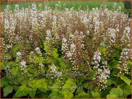 Tiarella wherryi | Schuimbloem, Perzische muts | Amerikanische Schaumbl&uuml;te