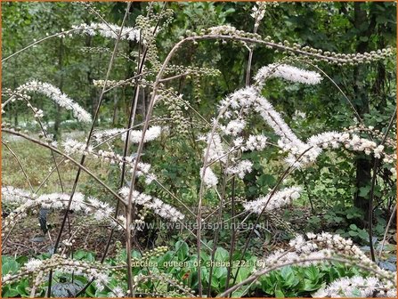 Actaea &amp;#39;Queen of Sheba&amp;#39; | Zilverkaars, Oktoberkaars, Christoffelkruid | Oktober-Silberkerze