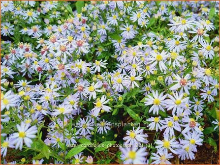 Aster cordifolius &#039;Photograph&#039; | Hartbladaster, Aster | Herzbl&auml;ttrige Schleier-Aster