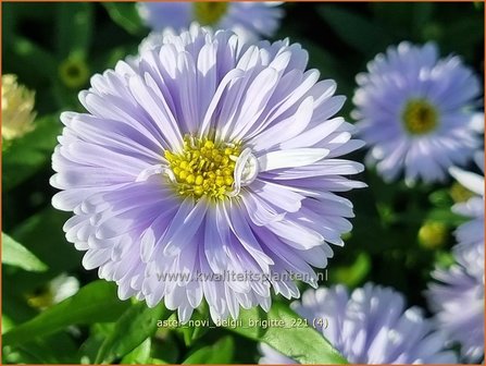 Aster novi-belgii &amp;#39;Brigitte&amp;#39; | Nieuw-Nederlandse aster, Herfstaster, Aster | Glattblatt-Aster