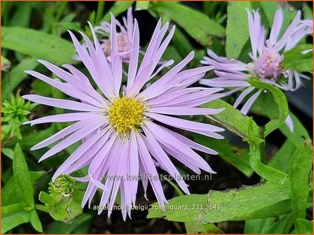 Aster novi-belgii &amp;#39;Rosenquarz&amp;#39; | Nieuw-Nederlandse aster, Herfstaster, Aster | Glattblatt-Aster