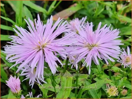 Aster novi-belgii &amp;#39;Rosenquarz&amp;#39; | Nieuw-Nederlandse aster, Herfstaster, Aster | Glattblatt-Aster