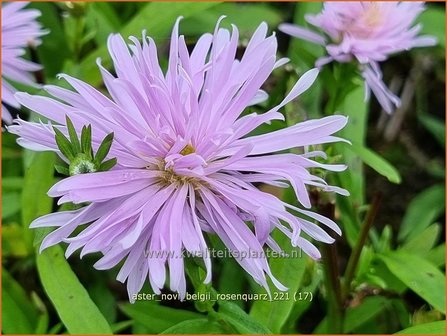 Aster novi-belgii &amp;#39;Rosenquarz&amp;#39; | Nieuw-Nederlandse aster, Herfstaster, Aster | Glattblatt-Aster