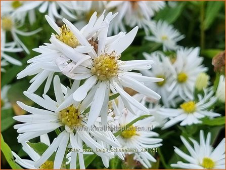 Aster novi-belgii &amp;#39;Schneeberg&amp;#39; | Nieuw-Nederlandse aster, Herfstaster, Aster | Glattblatt-Aster