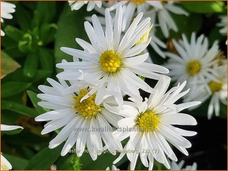 Aster novi-belgii &amp;#39;Schneeberg&amp;#39; | Nieuw-Nederlandse aster, Herfstaster, Aster | Glattblatt-Aster