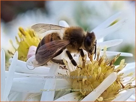 Aster novi-belgii &amp;#39;Schneeberg&amp;#39; | Nieuw-Nederlandse aster, Herfstaster, Aster | Glattblatt-Aster