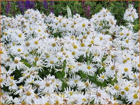 Aster novi-belgii &amp;#39;Schneeberg&amp;#39; | Nieuw-Nederlandse aster, Herfstaster, Aster | Glattblatt-Aster