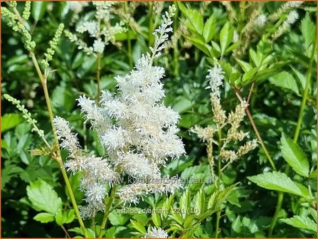 Astilbe &amp;#39;Diamant&amp;#39;