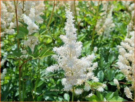 Astilbe &amp;#39;Diamant&amp;#39;