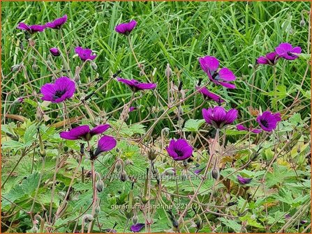 Geranium &#039;Sandrine&#039; | Ooievaarsbek, Tuingeranium | Storchschnabel