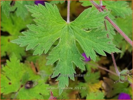 Geranium &#039;Sandrine&#039; | Ooievaarsbek, Tuingeranium | Storchschnabel