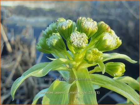 Petasites japonicus &amp;#39;Nishiki-Buki&amp;#39; | Japans hoefblad, Allemansverdriet, Pestwortel, Hoefblad | Japanische Pestw