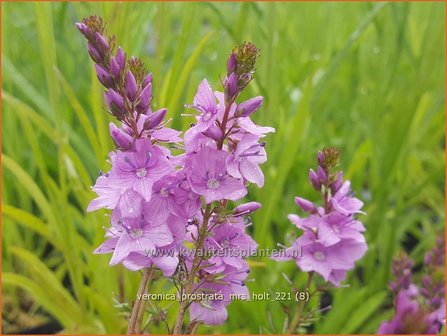 Veronica prostrata &amp;#39;Mrs Holt&amp;#39; | Liggende ereprijs, Ereprijs | Niederliegender Ehrenpreis