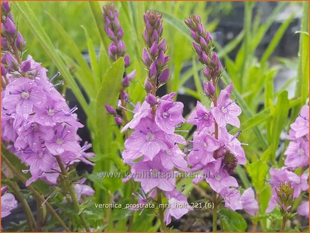 Veronica prostrata &amp;#39;Mrs Holt&amp;#39; | Liggende ereprijs, Ereprijs | Niederliegender Ehrenpreis