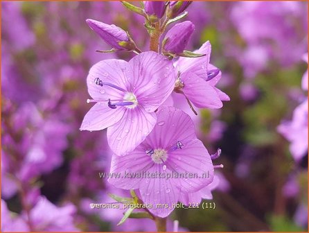 Veronica prostrata &amp;#39;Mrs Holt&amp;#39; | Liggende ereprijs, Ereprijs | Niederliegender Ehrenpreis