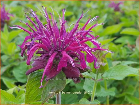 Monarda &amp;#39;Balmy Purple&amp;#39; | Bergamotplant, Indianennetel | Indianernessel