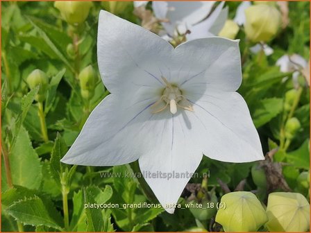 Platycodon grandiflorus &amp;#39;Astra White&amp;#39; | Ballonklokje | Ballonblume