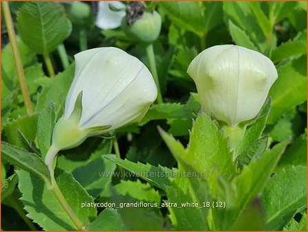 Platycodon grandiflorus &amp;#39;Astra White&amp;#39; | Ballonklokje | Ballonblume
