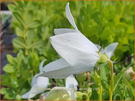 Platycodon grandiflorus &amp;#39;Astra White&amp;#39; | Ballonklokje | Ballonblume