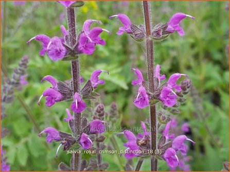 Salvia &amp;#39;Royal Crimson Distinction&amp;#39; | Salie, Salvia | Salbei