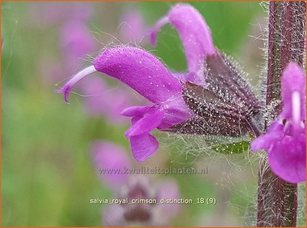 Salvia &amp;#39;Royal Crimson Distinction&amp;#39; | Salie, Salvia | Salbei