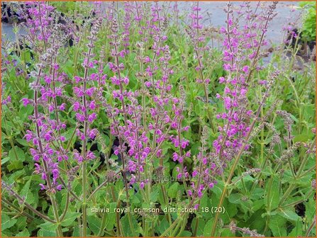 Salvia &amp;#39;Royal Crimson Distinction&amp;#39; | Salie, Salvia | Salbei