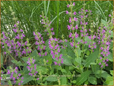 Salvia &amp;#39;Royal Crimson Distinction&amp;#39; | Salie, Salvia | Salbei